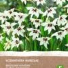 Intratuin Biologische Bloembollen Abessijnse Gladiool (Acidanthera Murielae) 10 Stuks