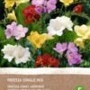 Intratuin Biologische Bloembollen Freesia Gemengd 10 Stuks 2 Intratuin Biologische Bloembollen Freesia Gemengd 10 Stuks -Tuin Planten Winkel 8717263358596 1