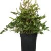 Pluimspirea (Astilbe 'Younique') Wit D 23 H 30 Cm -Tuin Planten Winkel 8717263402398 2 2 1