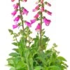 Vingerhoedskruid (Digitalis Purpurea 'Pink Panther') D 19 H 60 Cm
