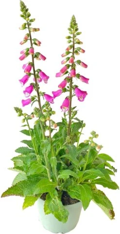 Vingerhoedskruid (Digitalis Purpurea 'Pink Panther') D 19 H 60 Cm