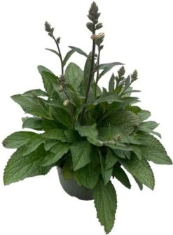 Vingerhoedskruid (Digitalis Purpurea 'Pink Panther') D 19 H 60 Cm -Tuin Planten Winkel 8717263402947 3