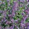 Siersalie (Salvia Nemorosa) D 17 H 30 Cm -Tuin Planten Winkel 8717263403531
