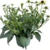 Zonnehoed (Rudbeckia Fulgare 'Little Goldstar') D 17 H 35 Cm -Tuin Planten Winkel 8717263403784