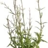Ijzerhard (Verbena Bonariensis 'Lollipop') D 17 H 25 Cm -Tuin Planten Winkel 8717263403869