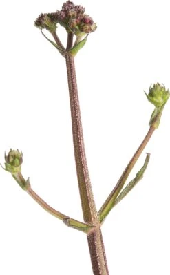 Ijzerhard (Verbena Bonariensis 'Lollipop') D 17 H 25 Cm -Tuin Planten Winkel 8717263403869 2