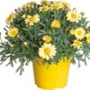 Struikmargriet (Argyranthemum Frutescens) Geel D 14 H 25 Cm -Tuin Planten Winkel 8717263404415