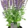 Siersalie (Salvia Nemorosa 'Ostfriesland') D 17 H 30 Cm -Tuin Planten Winkel 8717263408758