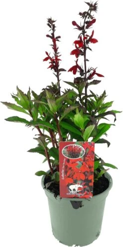 Lobelia (Lobelia Speciosa 'Fan Scarlet') D 17 H 45 Cm -Tuin Planten Winkel 8717263427384 2