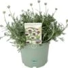 Marrokaanse Margriet (Rhodanthemum Hosmariense 'Casablanca') D 17 H 30 Cm -Tuin Planten Winkel 8717263431336