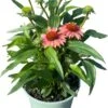 Zonnehoed (Echinacea Purpurea 'SunSeekers Coral') D 17 H 45 Cm