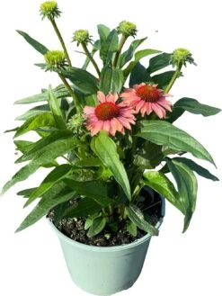 Zonnehoed (Echinacea Purpurea 'SunSeekers Coral') D 17 H 45 Cm