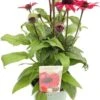 Zonnehoed (Echinacea Purpurea 'SunSeekers Red') D 17 H 35 Cm