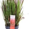 Japans Bloedgras (Imperata Cylindrica 'Red Baron') D 19 H 30 Cm -Tuin Planten Winkel 8717263433286