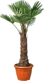 Chinese Waaierpalm (Trachycarpus Fortunei) D 70 H 200 Cm 3 Chinese Waaierpalm (Trachycarpus Fortunei) D 70 H 200 Cm