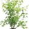 Krentenboompje (Amelanchier Lamarckii) D 24 H 80 Cm -Tuin Planten Winkel 8717263438106 1