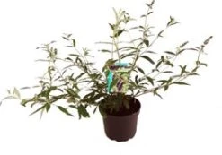 Vlinderstruik (Buddleja Davidii 'Black Knight') D 24 H 40 Cm