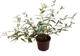 Vlinderstruik (Buddleja Davidii 'Black Knight') D 24 H 40 Cm 3 Vlinderstruik (Buddleja Davidii 'Black Knight') D 24 H 40 Cm