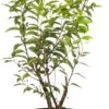 Portugese Laurier (Prunus Lusitanica 'Angustifolia') D 23 H 50 Cm 2 Portugese Laurier (Prunus Lusitanica 'Angustifolia') D 23 H 50 Cm -Tuin Planten Winkel 8717263438595 1