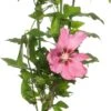 Chinese Roos (Hibiscus Syriacus 'Woodbridge') D 17 H 40 Cm -Tuin Planten Winkel 8717263448655