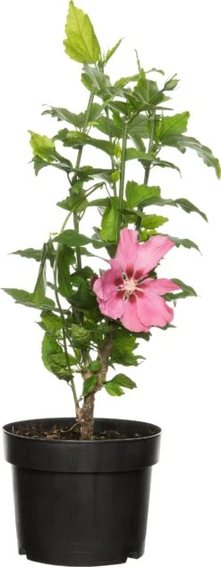 Chinese Roos (Hibiscus Syriacus 'Woodbridge') D 17 H 40 Cm