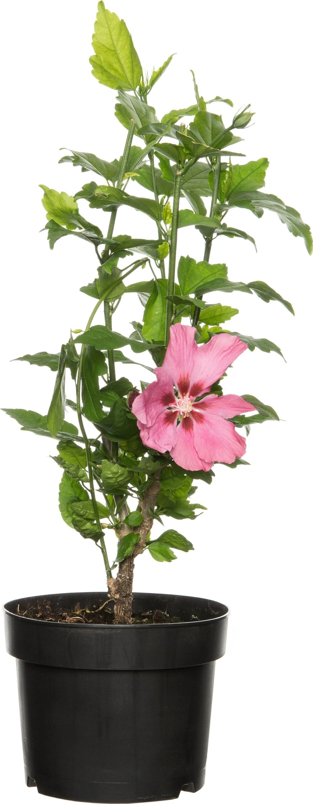 Chinese Roos (Hibiscus Syriacus 'Woodbridge') D 17 H 40 Cm 3 Chinese Roos (Hibiscus Syriacus 'Woodbridge') D 17 H 40 Cm