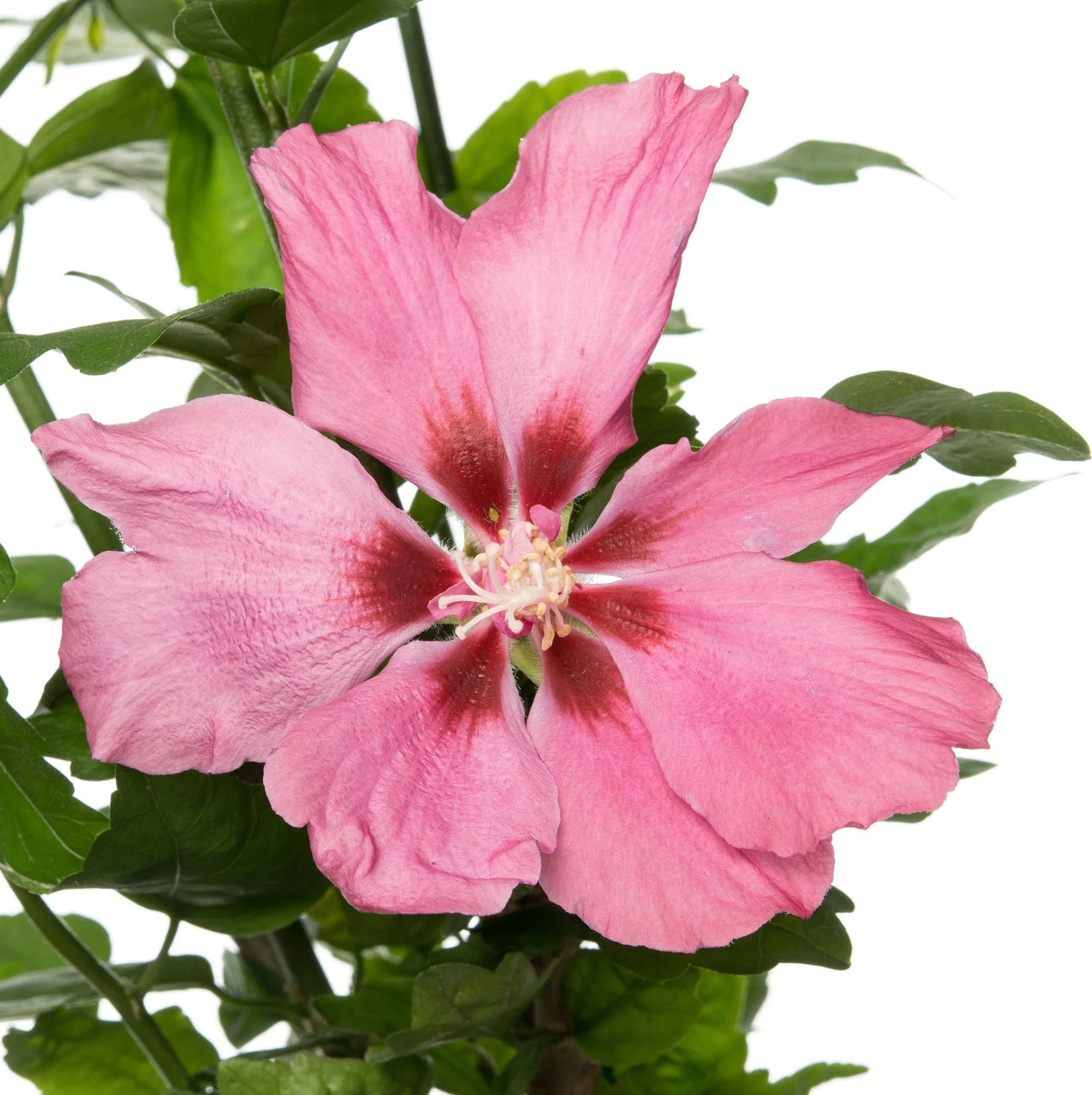 Chinese Roos (Hibiscus Syriacus 'Woodbridge') D 17 H 40 Cm 4 Chinese Roos (Hibiscus Syriacus 'Woodbridge') D 17 H 40 Cm - Afbeelding 2