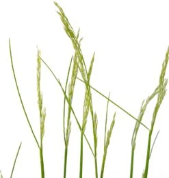 Ruwe Smele (Deschampsia Flexuosa 'Amilime') D 17 H 30 Cm -Tuin Planten Winkel 8717263470618 2
