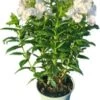 Vlambloem (Phlox Paniculata 'Famous White') D 17 H 35 Cm -Tuin Planten Winkel 8717263475903