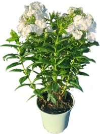 Vlambloem (Phlox Paniculata 'Famous White') D 17 H 35 Cm
