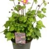 Herfstanemoon (Anemone Hupehensis 'Splendens') D 17 H 35 Cm -Tuin Planten Winkel 8717263476016