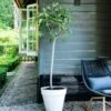 Vijg (Ficus Carica) D 28 H 130 Cm -Tuin Planten Winkel 8717263483083 1
