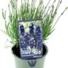 Lavendel (Lavandula Angustifolia 'Hidcote') D 13 H 15 Cm -Tuin Planten Winkel 8717263519720