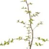Haagbeuk (Carpinus Betulus) D 17 H 90 Cm