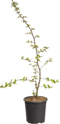 Haagbeuk (Carpinus Betulus) D 17 H 90 Cm