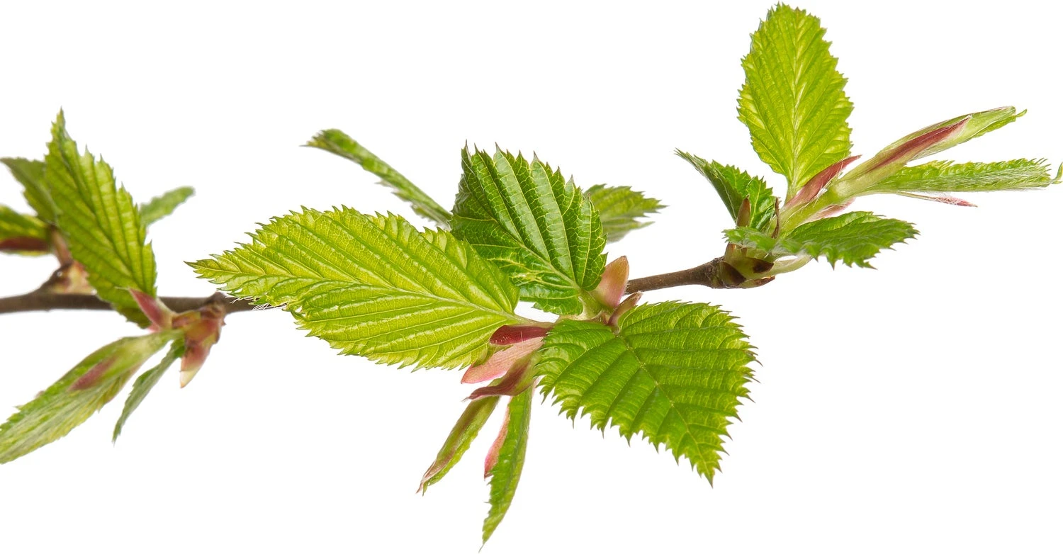 Haagbeuk (Carpinus Betulus) D 17 H 90 Cm 4 Haagbeuk (Carpinus Betulus) D 17 H 90 Cm - Afbeelding 2