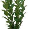 Liguster (Ligustrum Ovalifolium) D 17 H 40 Cm