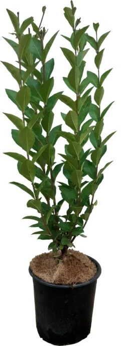 Liguster (Ligustrum Ovalifolium) D 17 H 40 Cm