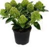 Skimmia (Skimmia Japonica 'White Globe') D 15 H 25 Cm -Tuin Planten Winkel 8717263523451 1