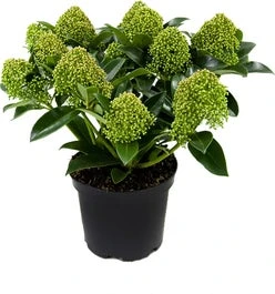 Skimmia (Skimmia Japonica 'White Globe') D 15 H 25 Cm 3 Skimmia (Skimmia Japonica 'White Globe') D 15 H 25 Cm