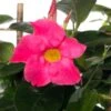 Mandevilla Piramide (Dipladenia 'Fuchsia Flammé') D 17 H 70 Cm -Tuin Planten Winkel 8717263537410 1