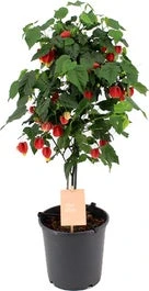 Belgische Vlag Op Stam (Abutilon Megapotamicum 'Big Bell') D 19 H 75 Cm
