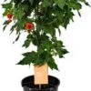 Abutilon Op Stam (Abutilon 'Red Trumpet') D 19 H 75 Cm