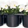 Hoornviool (Viola Cornuta) Sixpack Wit D 9 H 10 Cm -Tuin Planten Winkel 8717263562627