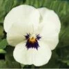 Hoornviool (Viola Cornuta) Sixpack Wit Met Oog D 9 H 10 Cm -Tuin Planten Winkel 8717263562634 1