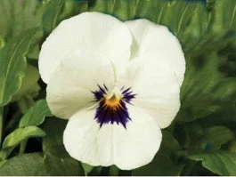 Hoornviool (Viola Cornuta) Sixpack Wit Met Oog D 9 H 10 Cm 3 Hoornviool (Viola Cornuta) Sixpack Wit Met Oog D 9 H 10 Cm