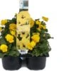 Hoornviool (Viola Cornuta) Sixpack Geel D 9 H 10 Cm -Tuin Planten Winkel 8717263562641 1