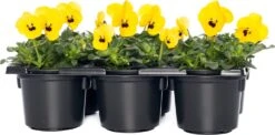 Hoornviool (Viola Cornuta) Sixpack Geel Met Oog D 9 H 10 Cm