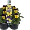 Hoornviool (Viola Cornuta) Sixpack Geel Paars D 9 H 10 Cm -Tuin Planten Winkel 8717263562672 1