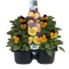 Hoornviool (Viola Cornuta) Sixpack Oranje Paars D 9 H 10 Cm 2 Hoornviool (Viola Cornuta) Sixpack Oranje Paars D 9 H 10 Cm -Tuin Planten Winkel 8717263562689 1